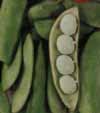 v_beansbutterpea.jpg